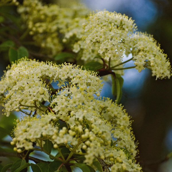 Clear River – Heritage Tea