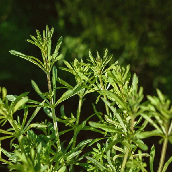 Clear River – Heritage Tea