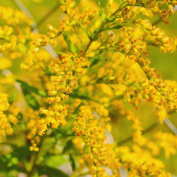 Clear River – Heritage Tea