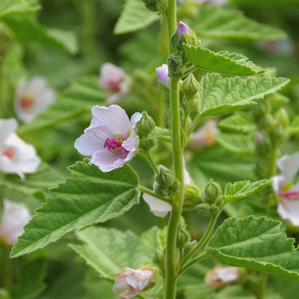 Clear River – Heritage Tea