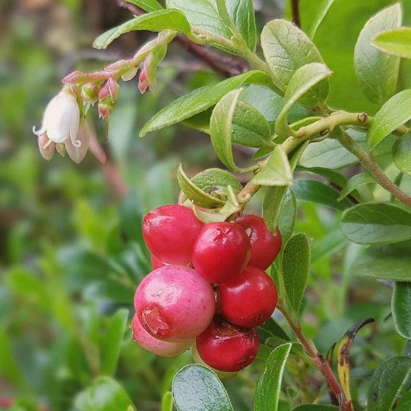 Clear River – Heritage Tea