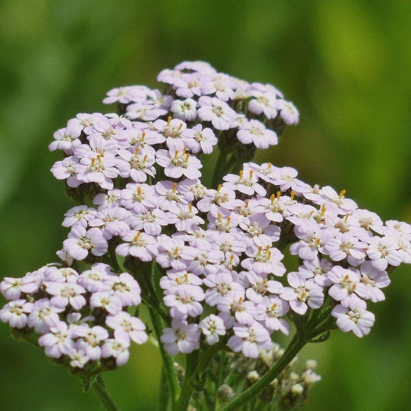 Clear River – Heritage Tea