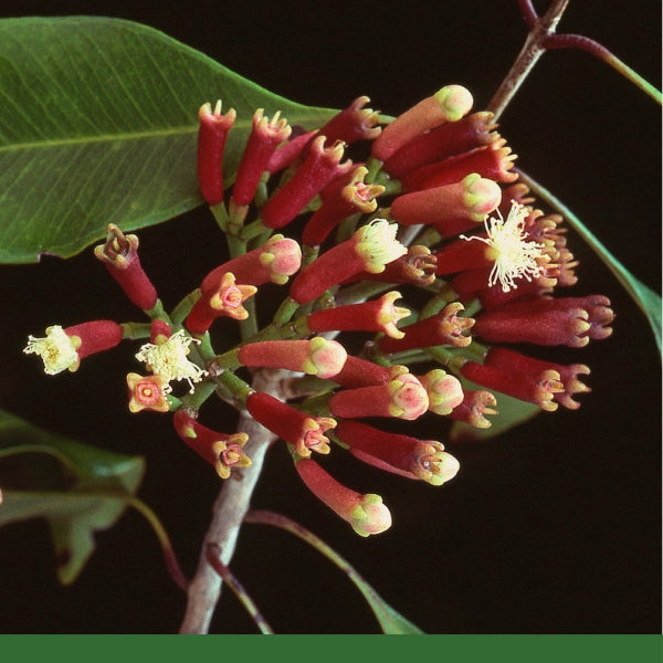 Clove Powder (Syzygium aromaticum)