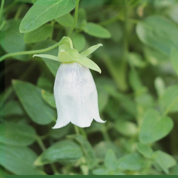Codonopsis (Dang Shen) - Dried Herb, Organic