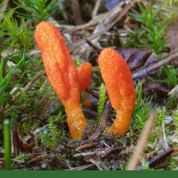 Cordyceps Mushroom Powder (Cordyceps sinensis) - Dried Herb, Superfood, Organic