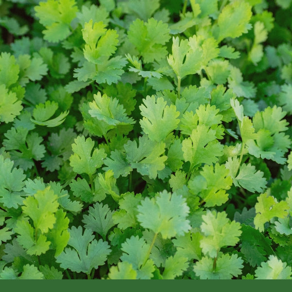 Coriander Seed (Coriandrum sativum) - Dried Herb, Organic