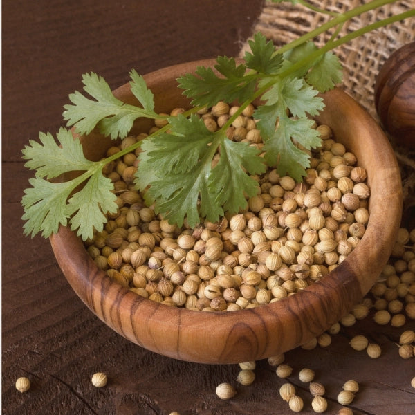 Coriander Seed (Coriandrum sativum) - Dried Herb, Organic
