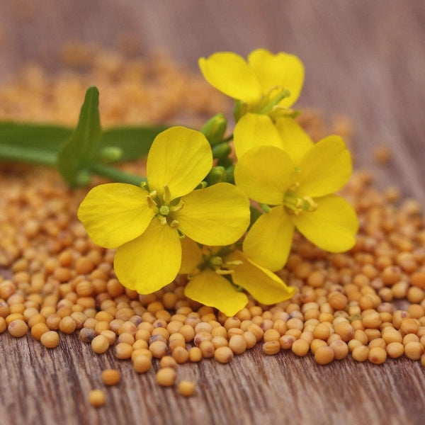 Curry Powder - Dried Herb, Organic