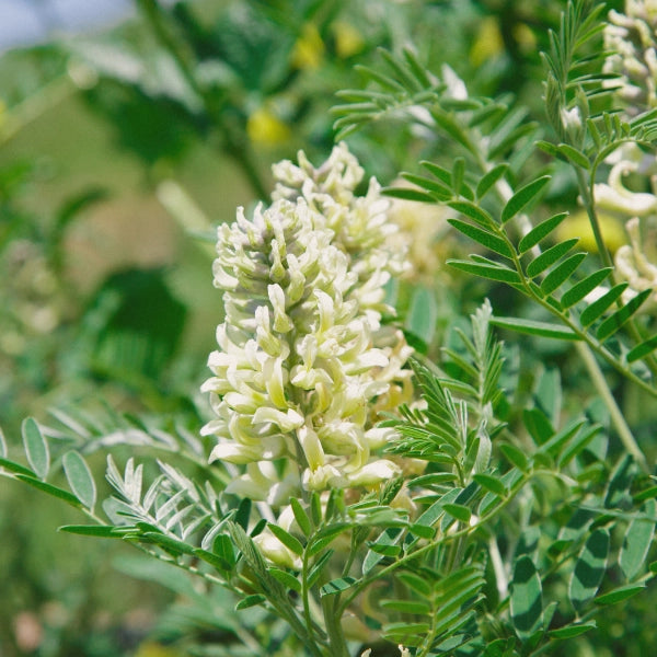 Deep Qi Restoration – Heritage Tea