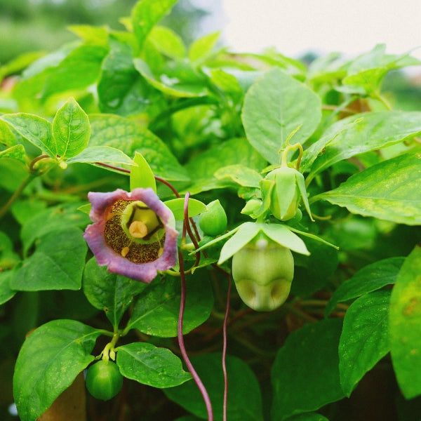 Deep Qi Restoration – Heritage Tea