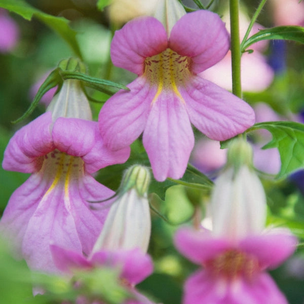 Deep Qi Restoration – Heritage Tea