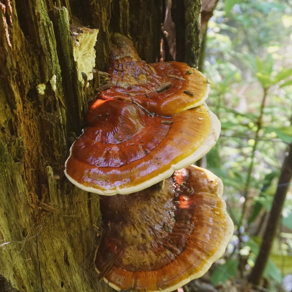 Anti-Inflammatory – Heritage Tea