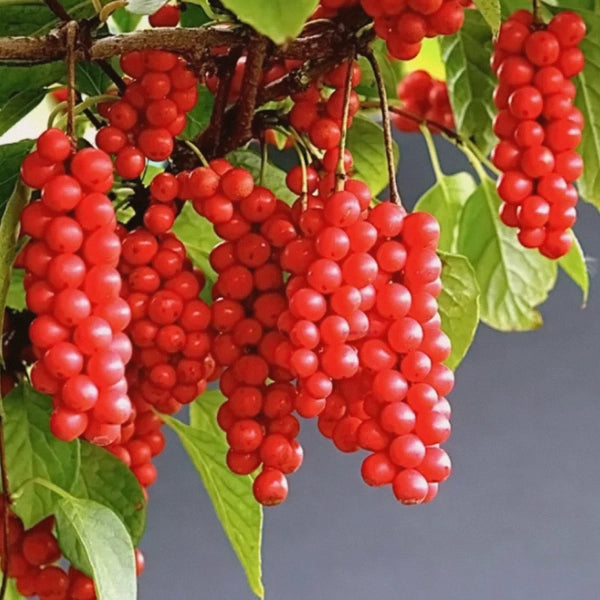 Deep Qi Restoration – Heritage Tea