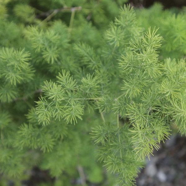 Deep Qi Restoration – Heritage Tea