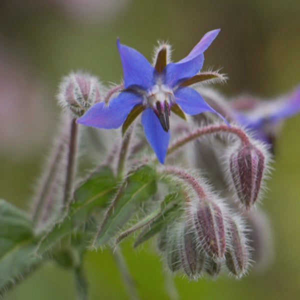 Dream – Heritage Tea