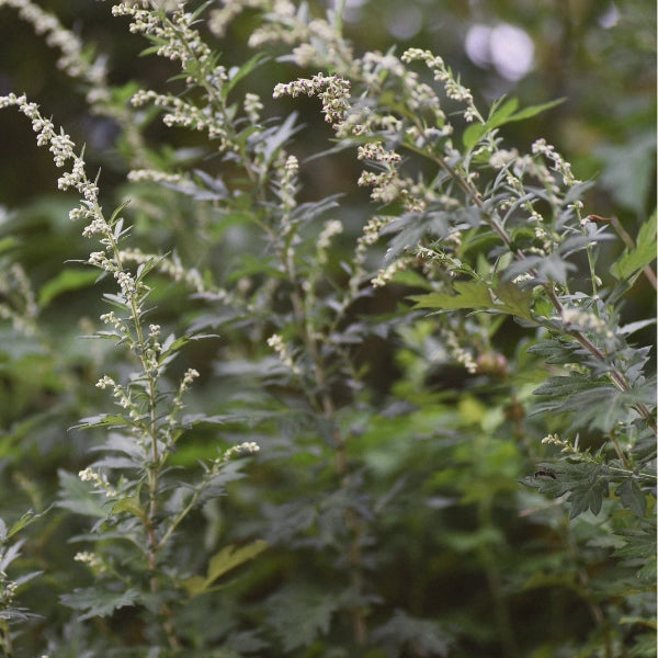 Dream – Heritage Tea