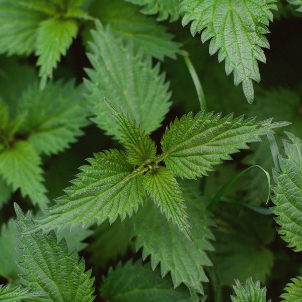 Energy Booster – Heritage Tea