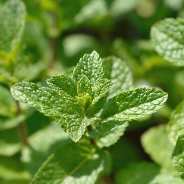 Energy Booster – Heritage Tea