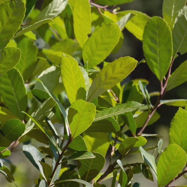 Energy Booster – Heritage Tea