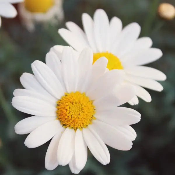 Evening Blend – Heritage Tea