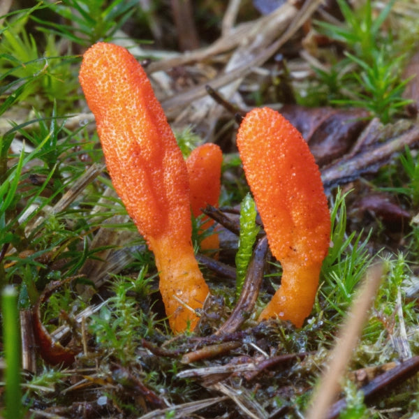 Five Mushroom Blend – Superfood, Heritage Tea