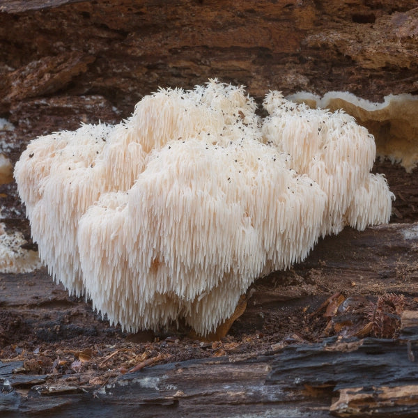 Five Mushroom Blend – Superfood, Heritage Tea