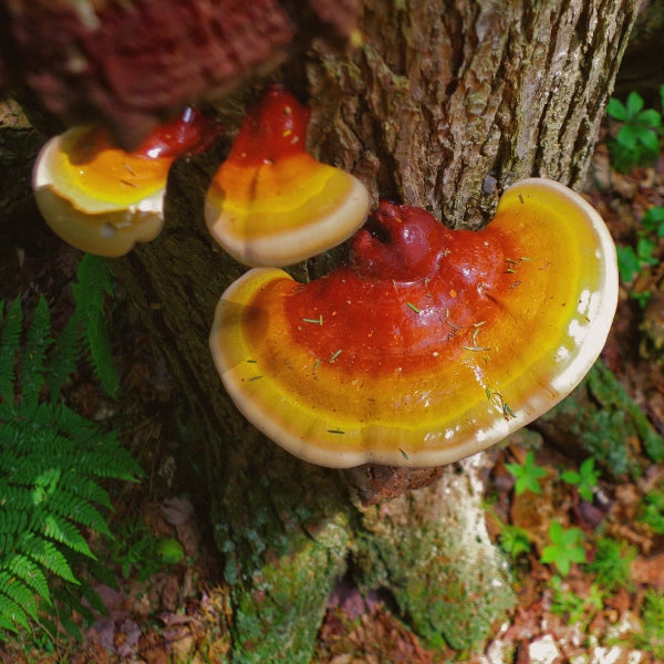 Five Mushroom Blend – Superfood, Heritage Tea