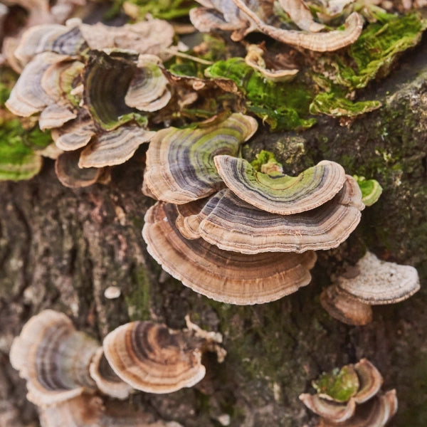 Five Mushroom Blend – Superfood, Heritage Tea