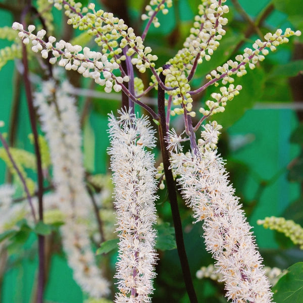 Flashes – Heritage Tea