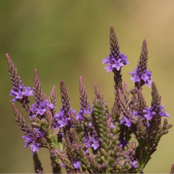 Flashes – Heritage Tea