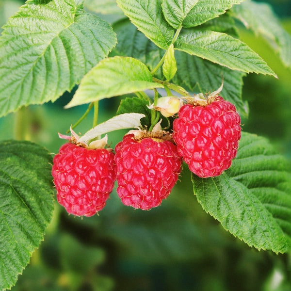 Flashes – Heritage Tea