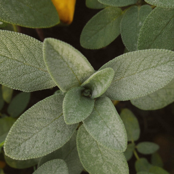 Flashes – Heritage Tea