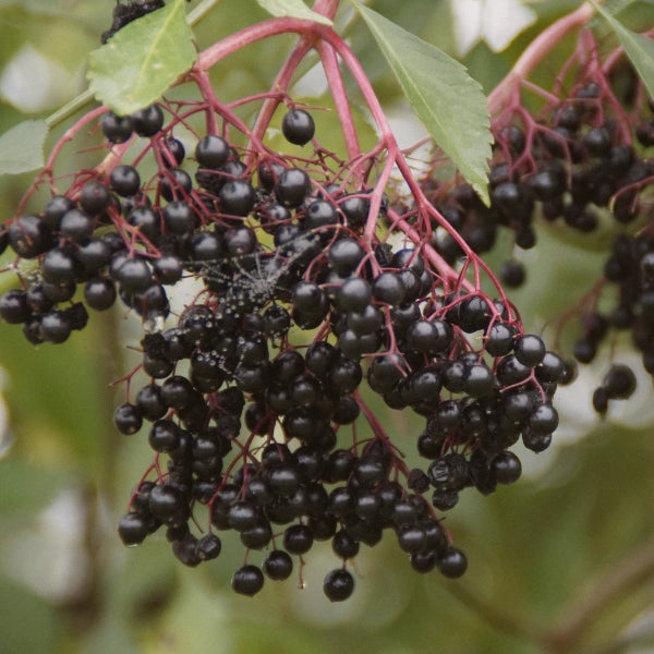 Elderberry Syrup
