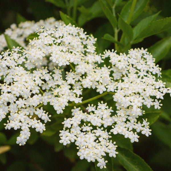 Flu Buster – Heritage Tea