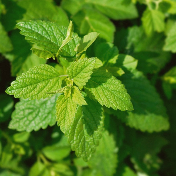 Flu Buster – Heritage Tea