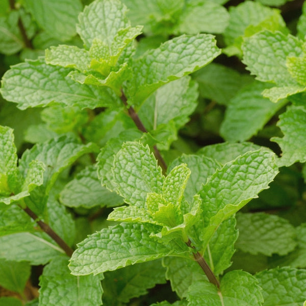 Flu Buster – Heritage Tea