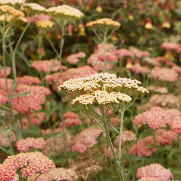 Headache Relief - Therapeutic Roll-On Blend