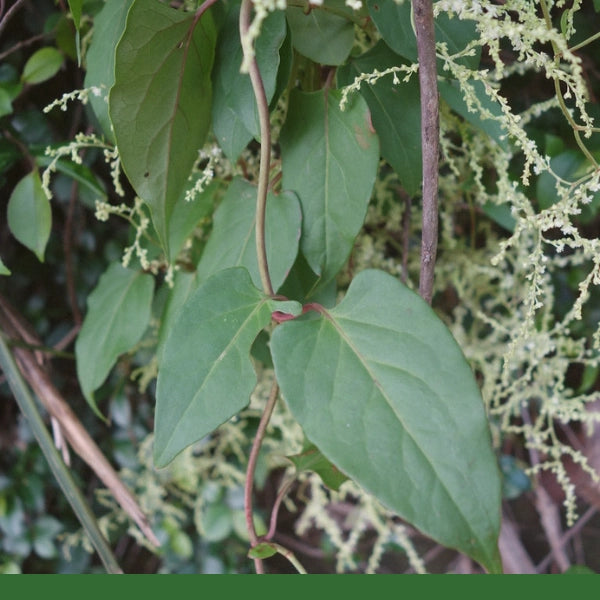 Fo Ti Tieng, Cut & Sifted (Polygonum Multiflorum) - Dried Herb