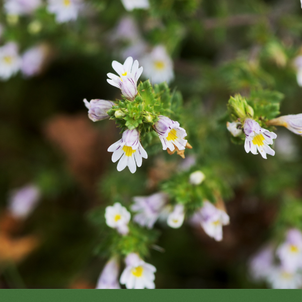 Eyebright