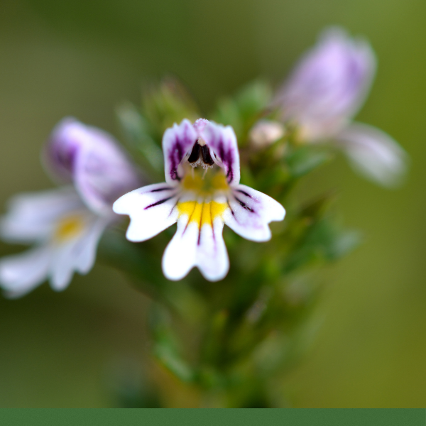 Eye Bright (Euphrasia officinalis) - Dried Herb, Organic