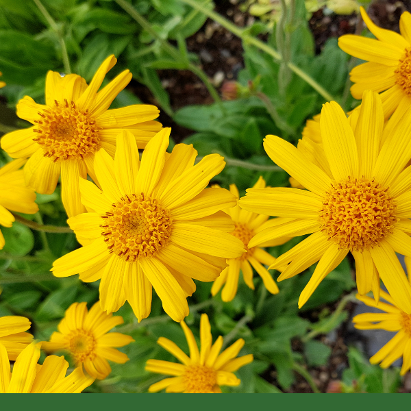 Arnica Flowers (Arnica montana) - Dried Herb