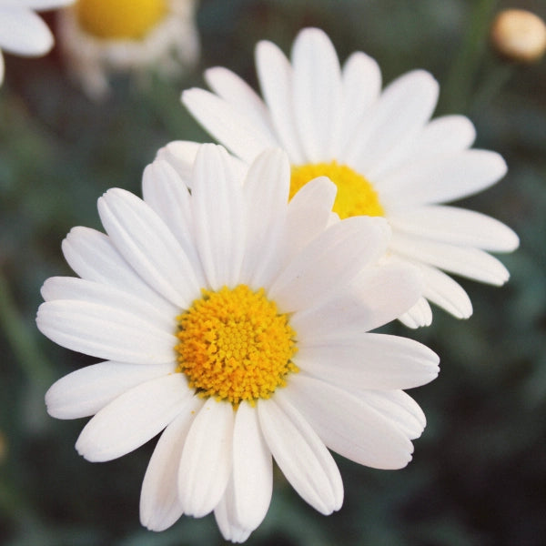 Gastrofort – Heritage Tea