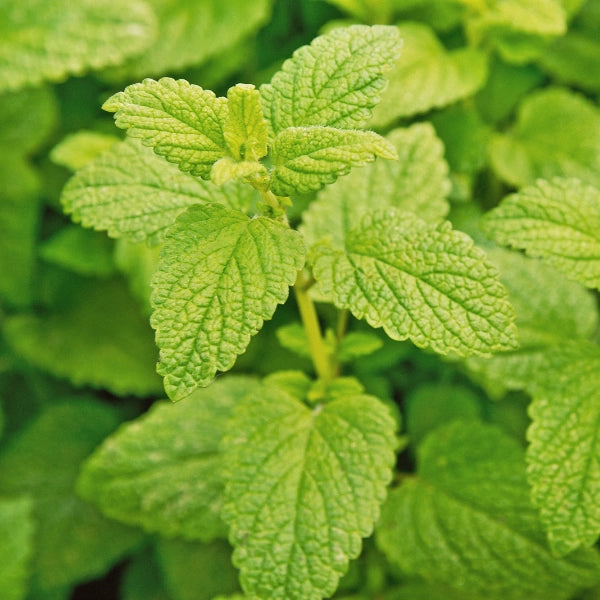 Gastrofort – Heritage Tea