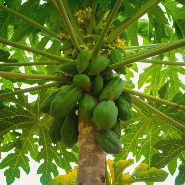 Gastrofort – Heritage Tea