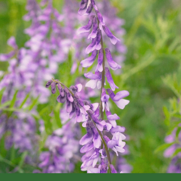 Goats Rue (Galega officinalis) - Dried Herb, Organic