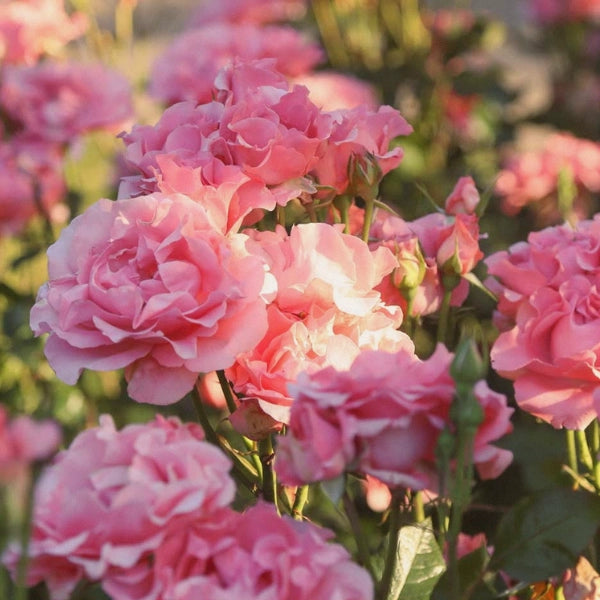 Grapefruit Rose Green Tea – Heritage Tea