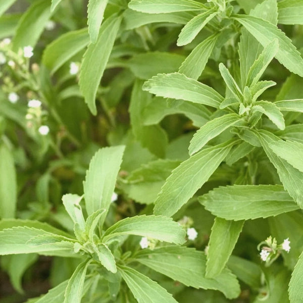 Grapefruit Rose Green Tea – Heritage Tea