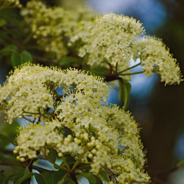 Green Goddess – Heritage Tea