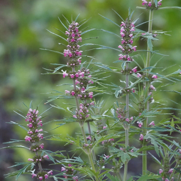 Green Goddess – Heritage Tea