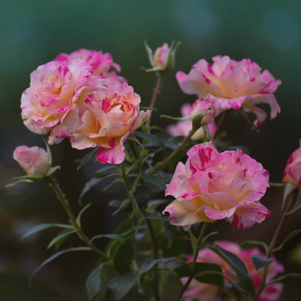 Green Goddess – Heritage Tea